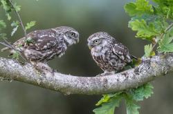 英雄联盟总决赛直播-信号满格，当希腊众神遇见格列兹曼，足球的永恒穿越者