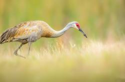 -时空裂缝中的篮球火，塔图姆在辽宁队VS魔术的终极回合，用篮球重新定义不软法则