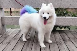 -时空之战，公牛铁血防守锁死北京，塔图姆终成关键先生