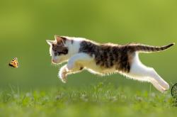 -巴林引擎轰鸣与非洲心跳同频，体育全球化下的奇妙同频