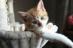 -非对称寓言，老鹰撕裂独行侠的世界杯寓言场