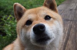 英雄联盟总决赛-拒绝与进化，约基奇的MVP宣言，与火箭青年军的加时淬火