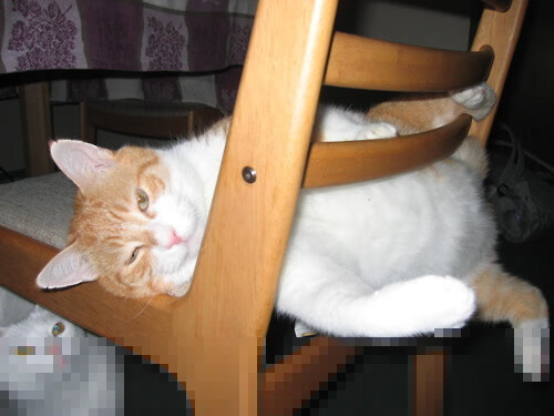 雷霆击碎黄蜂，绝境中字母哥化身关键先生