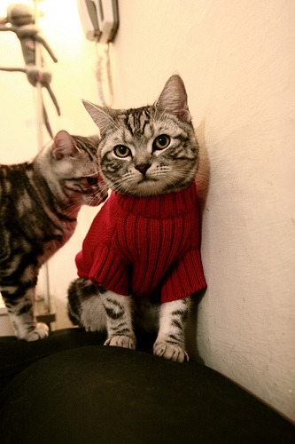 拉美狂想曲的休止符,塞内加尔用非洲铁律,完成对智利的结构性碾压