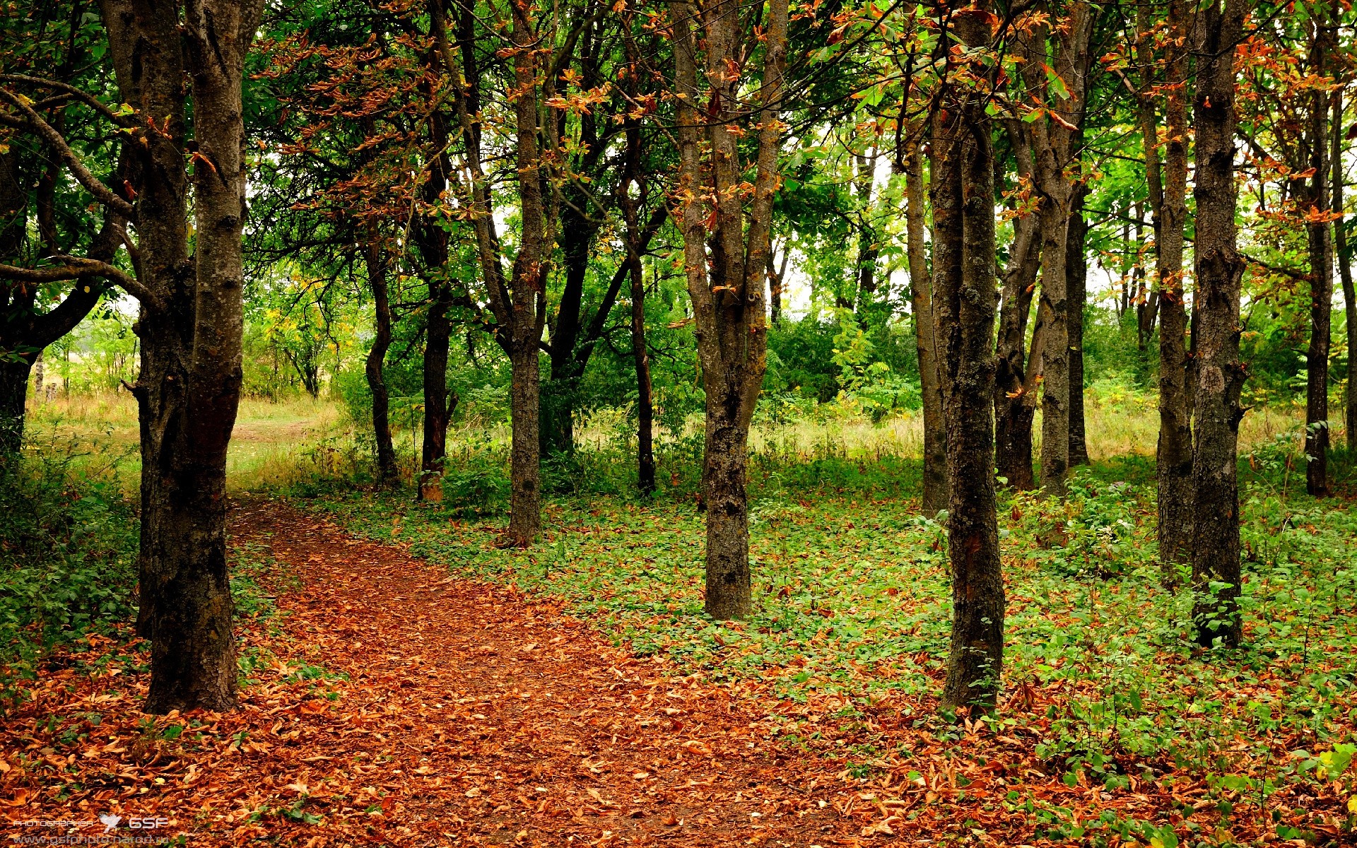 雷鬼风暴VS黑白格纹，京多安用蓝调节奏谱写的绿茵诗篇