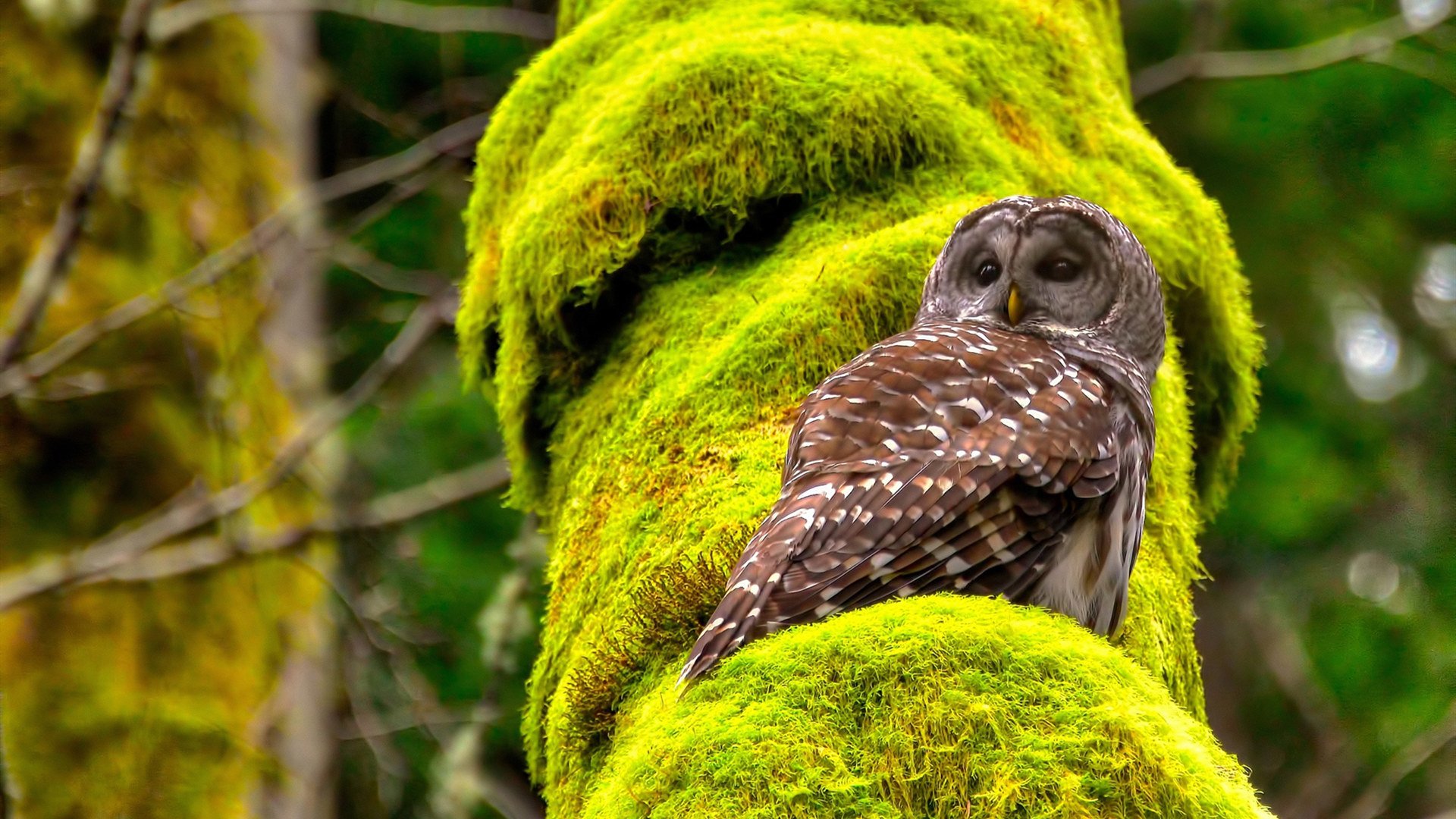 加克波一锤定音!墨西哥打穿瑞士防线的战术密码