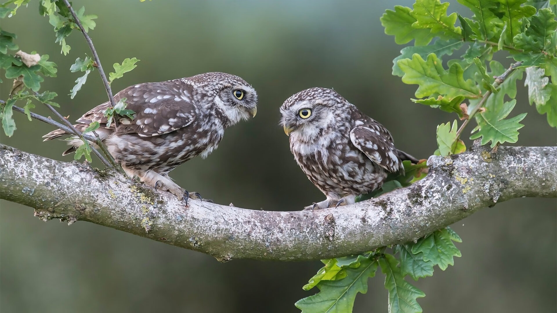 夜的引擎与晨的胎痕