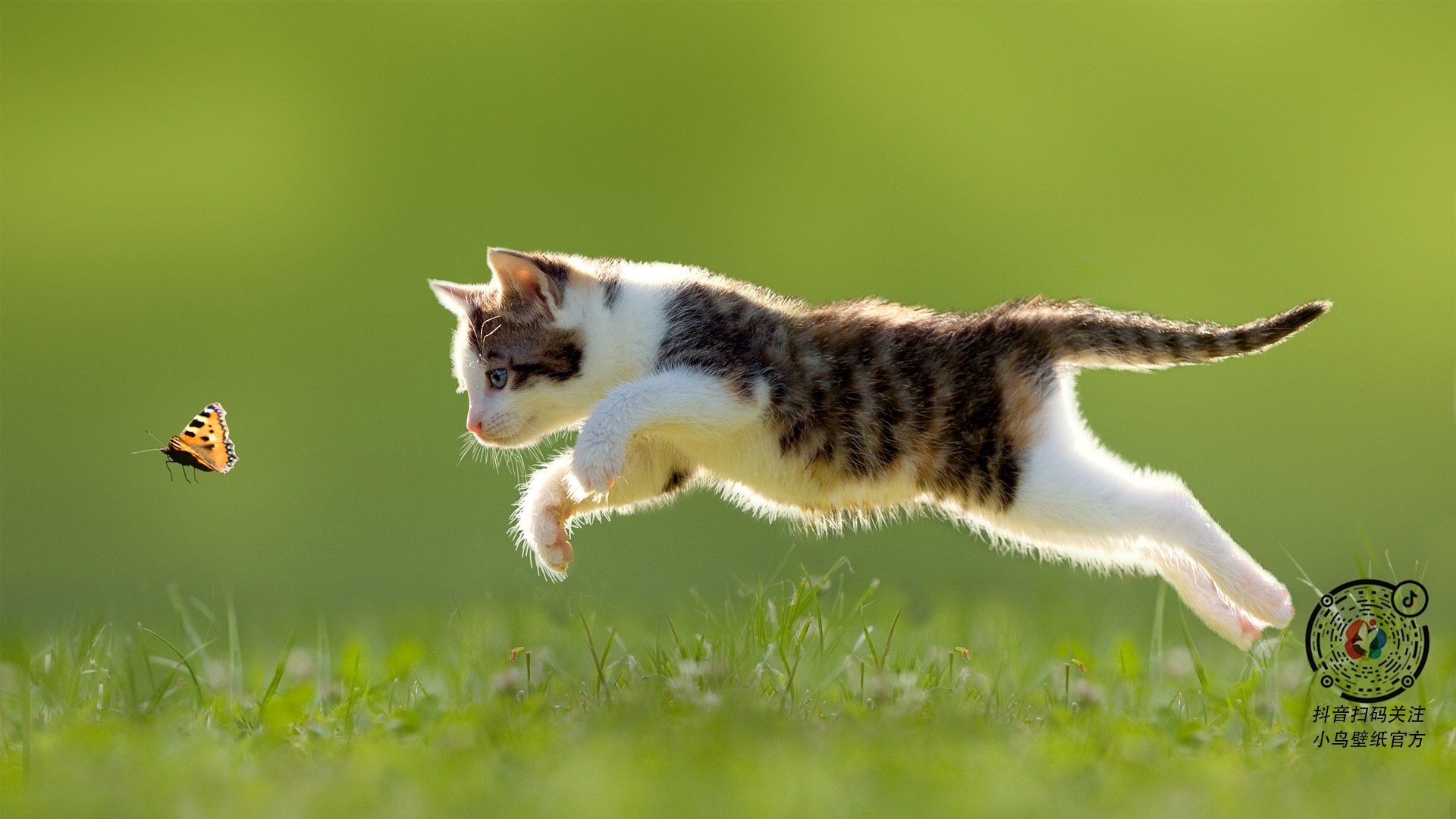 巴林引擎轰鸣与非洲心跳同频,体育全球化下的奇妙同频