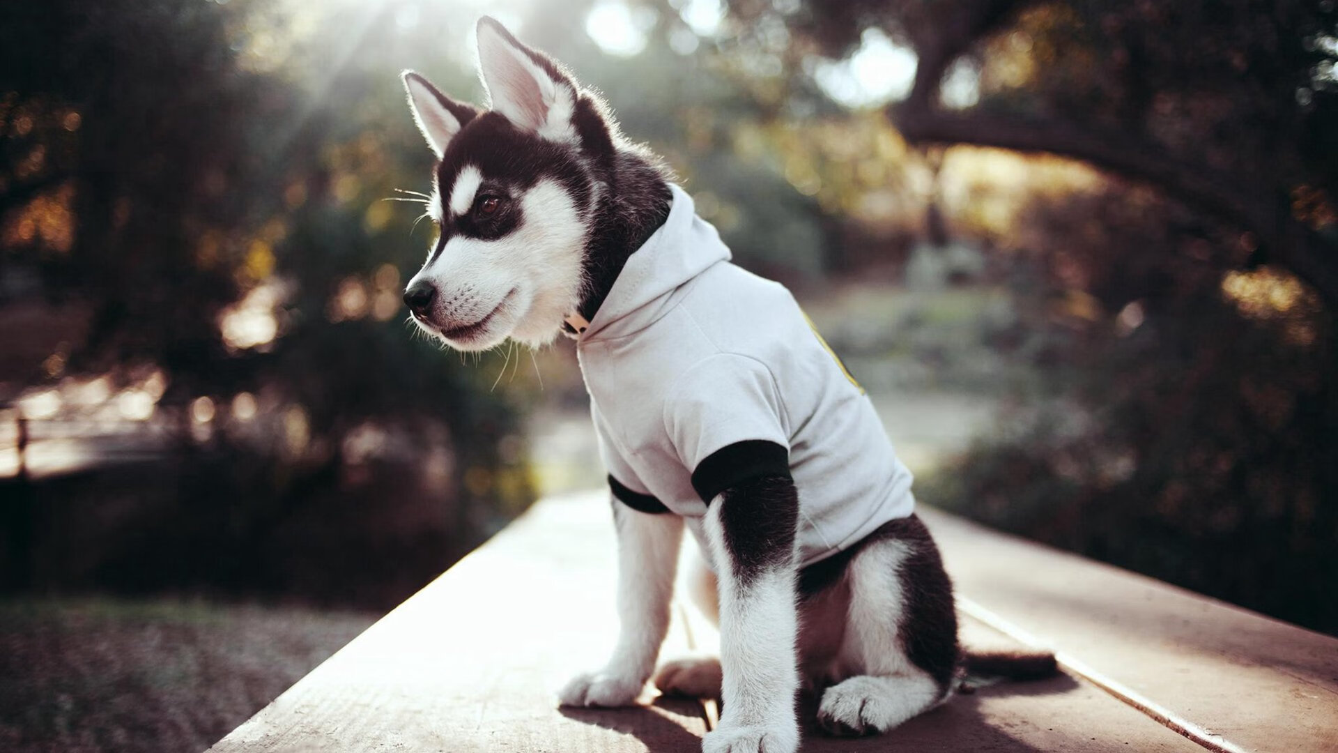 奥运战略下的冰与火之歌，新疆硬仗险胜爵士背后的国家意志