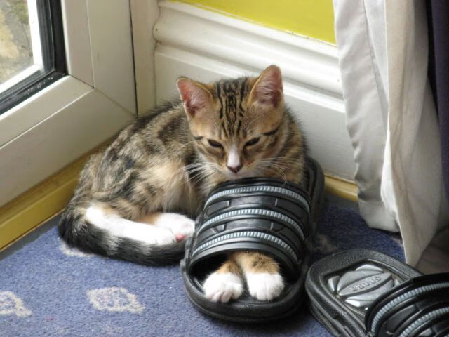 龙城之战，杰伦·格林惊天逆转，深圳破局再书新章