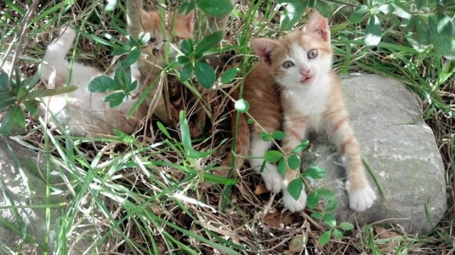 双城记，当英超争冠夜遇见伦纳德的进攻艺术