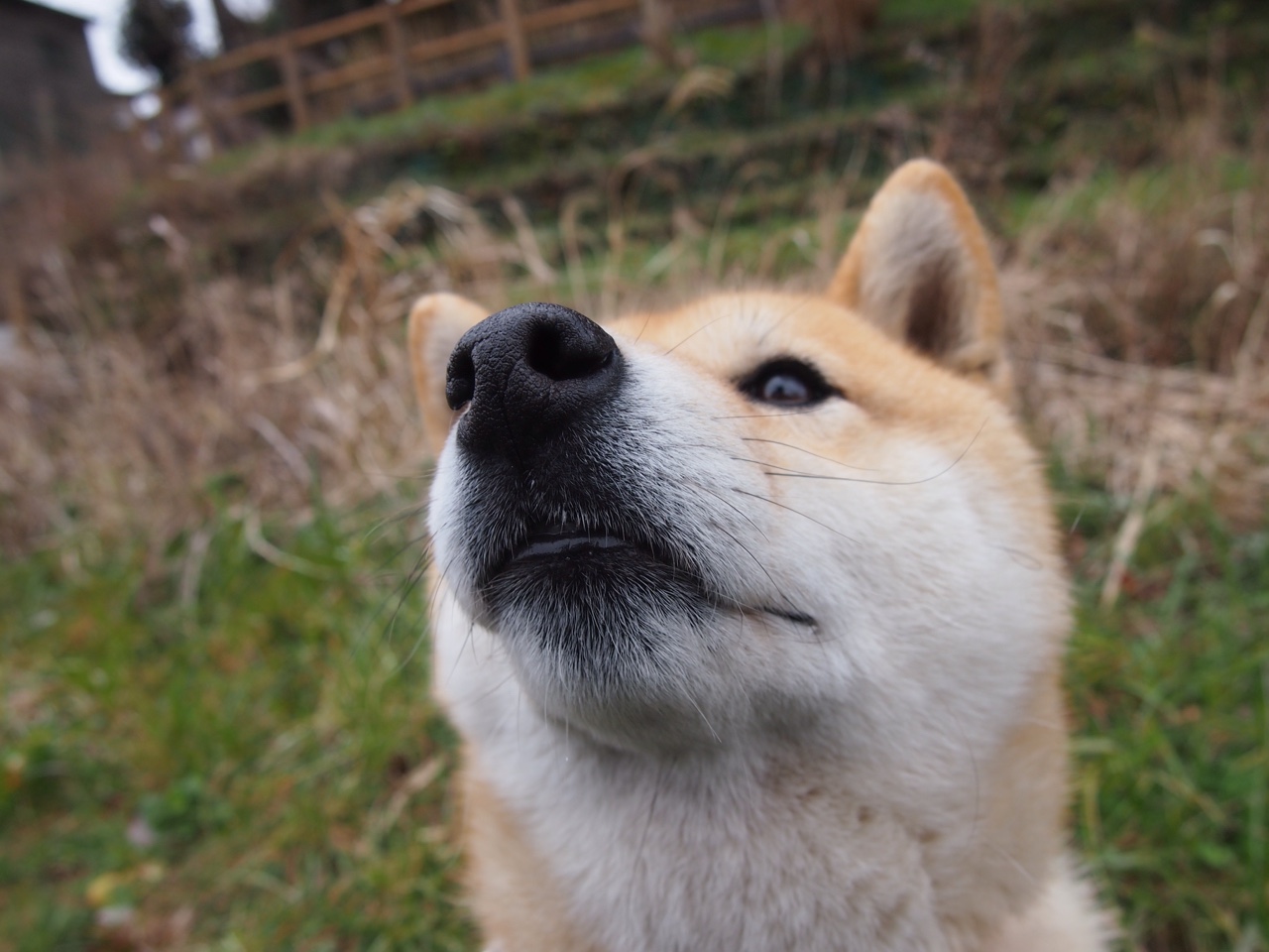独一,当波斯弯刀划过圣西罗的夜空