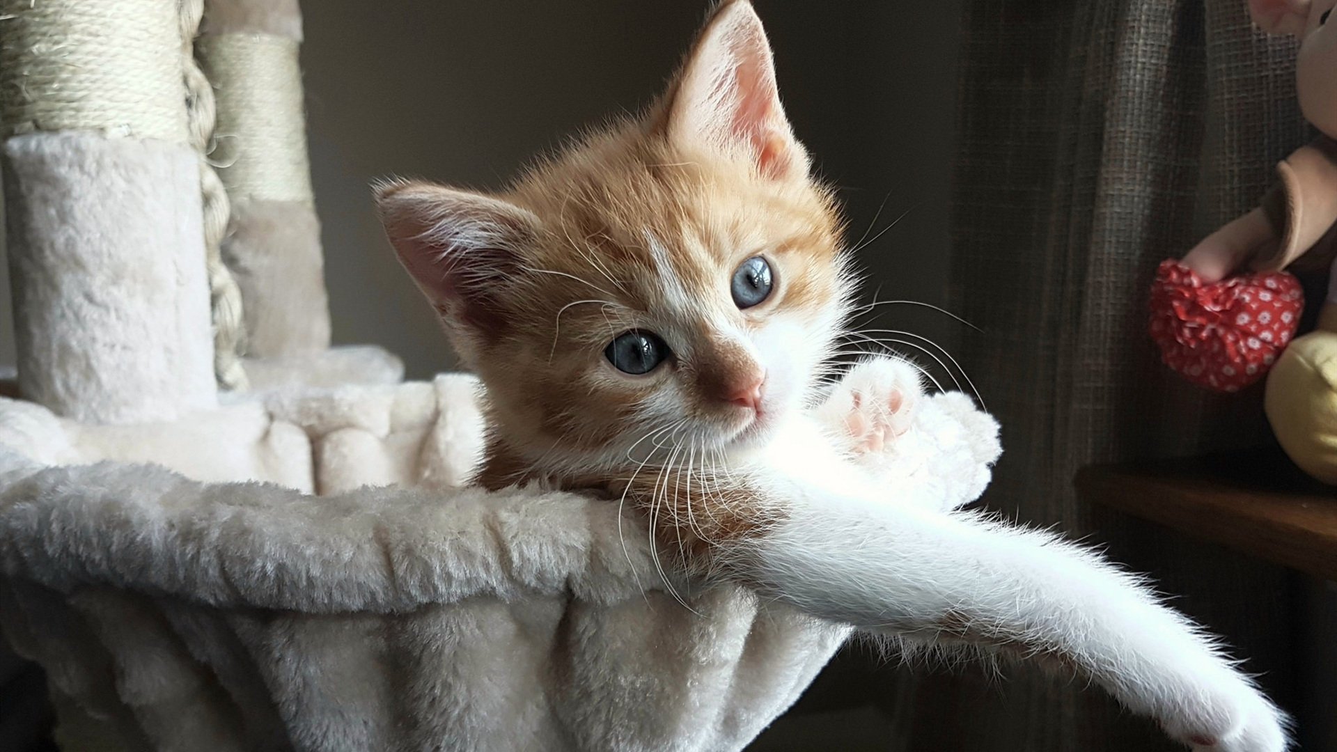 意甲焦点战之夜，浓眉巨星闪耀，诠释无可替代的价值