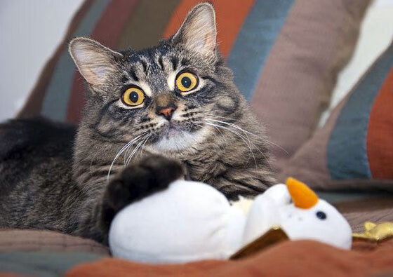 手术刀与节拍器，蒂亚戈的转换艺术如何肢解委内瑞拉