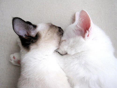 新爵士如何解剖快船?西亚卡姆这场表现就是现代篮球教科书