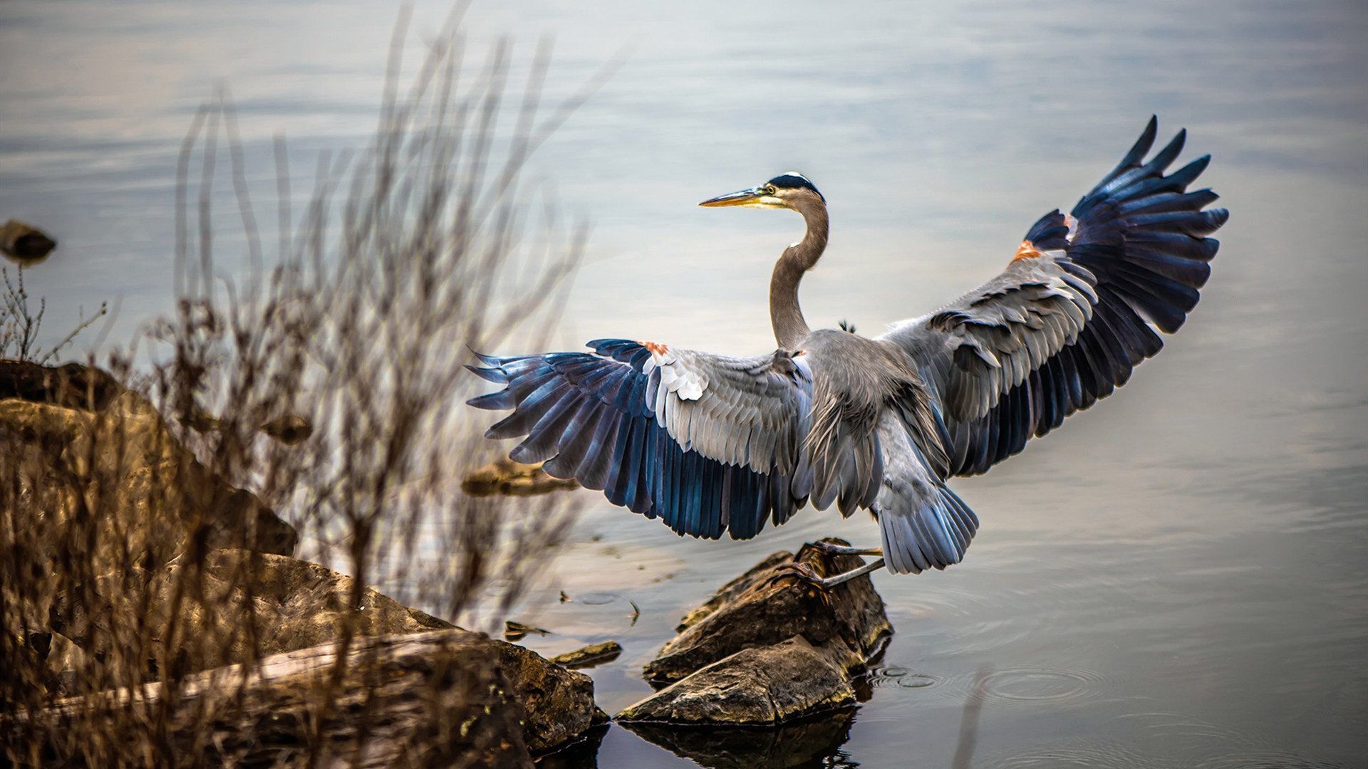拒绝与进化，约基奇的MVP宣言，与火箭青年军的加时淬火