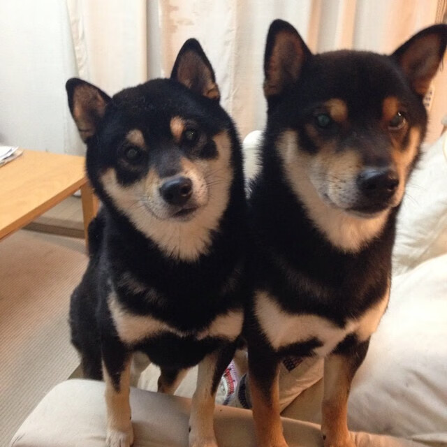 篮球场上的石油美元德比,当AC米兰的DNA遭遇卡塔尔的黄金风暴