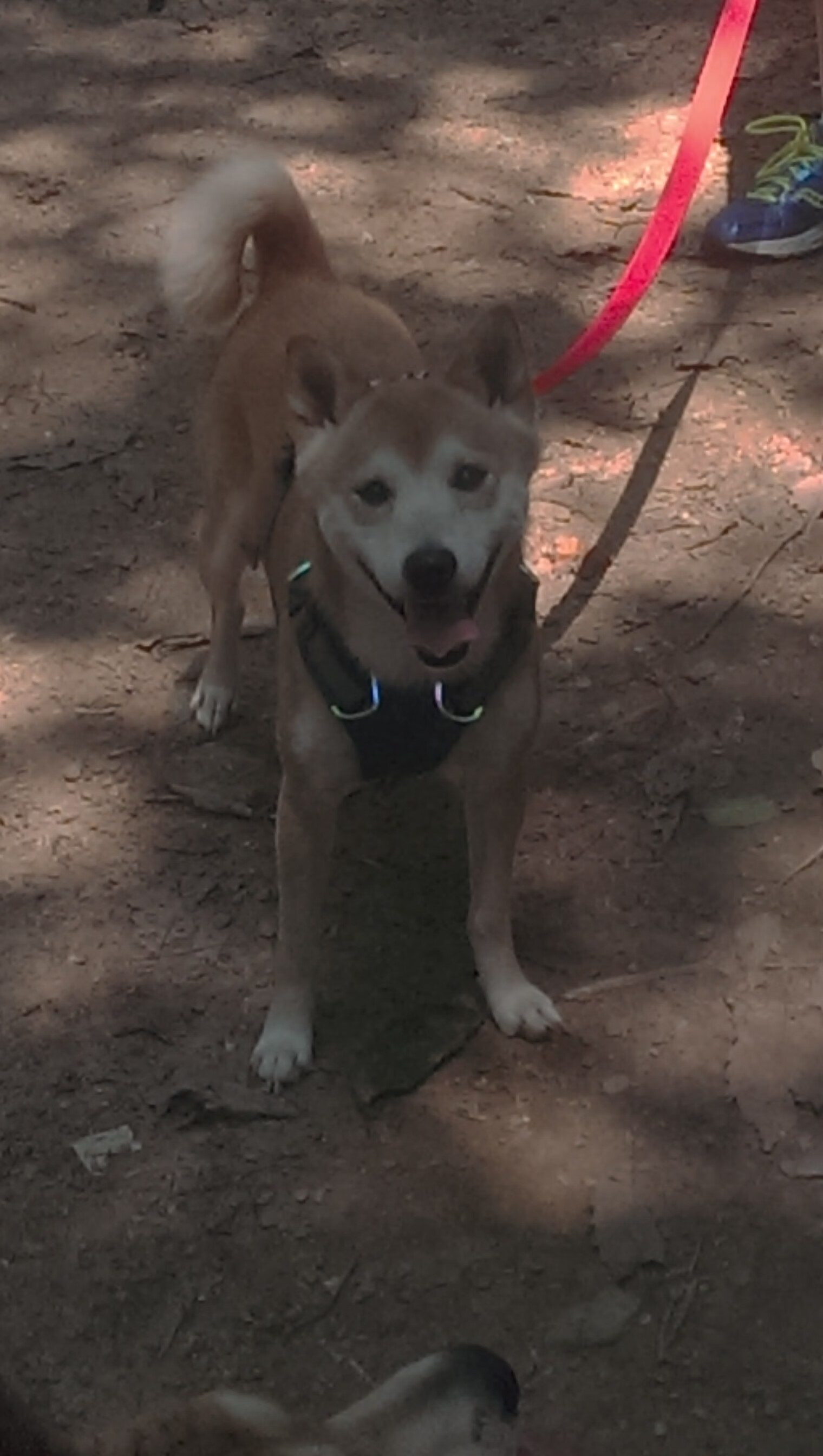 欧冠半决赛夜塔图姆统治攻防，当绿茵魔法师遇见了绿军造物主