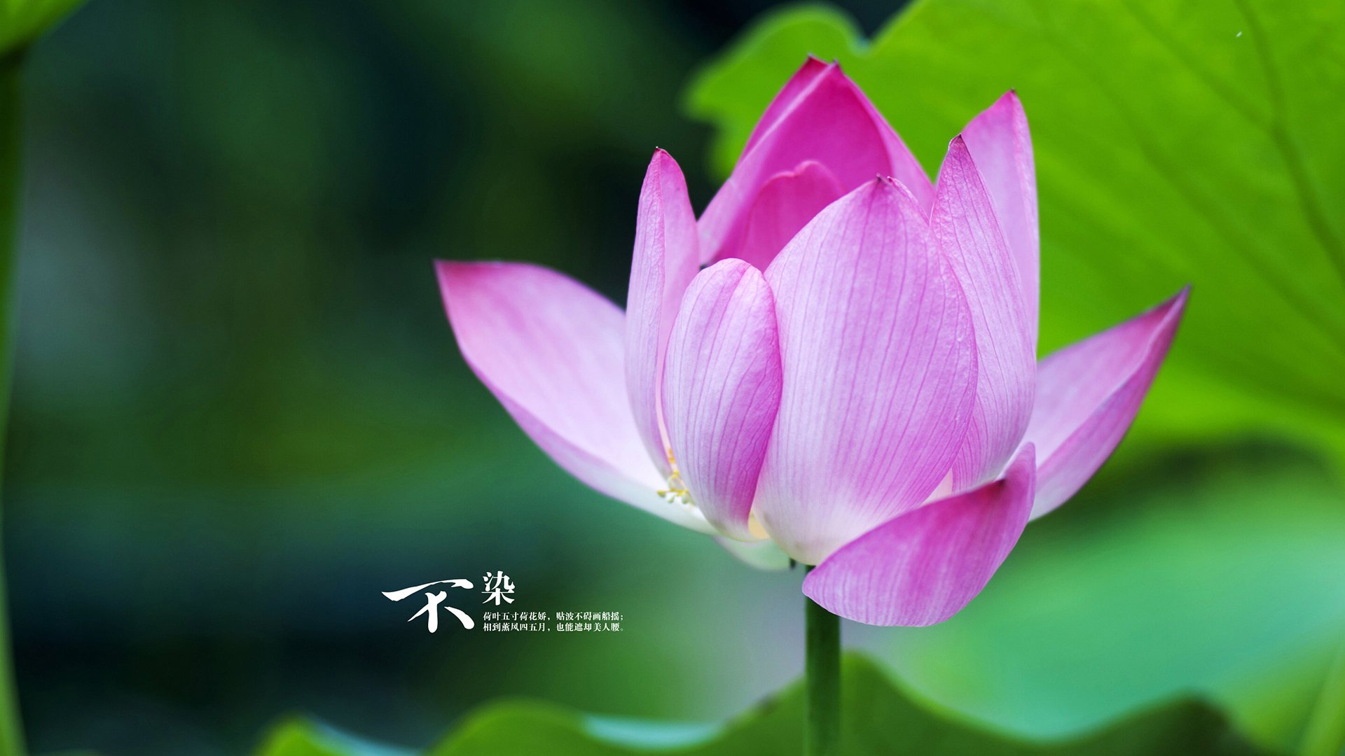 内功与快剑,约基奇的教科书表现与太阳的绝杀艺术