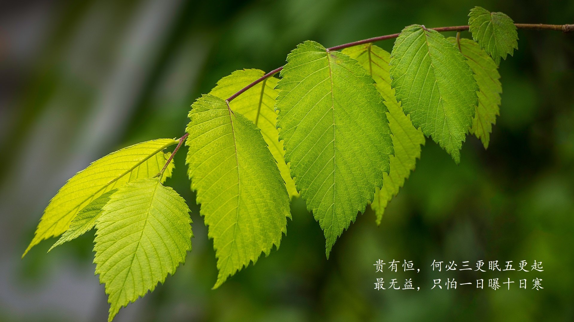 中亚铁骑的逆袭,2026世界杯E组生死战,乌兹别克斯坦绝地翻盘瑞士,萨内独舞难救主