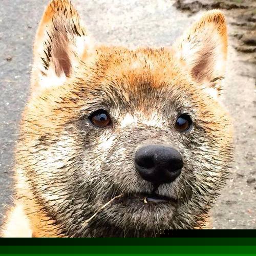 当瑞士钟表遇上美利坚飓风，梅西，在2026世界杯F组的时空裂隙中，重写足球的宿命论